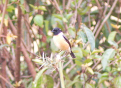 Saxicola stejnegeri