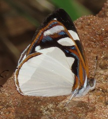 Dynamine coenus