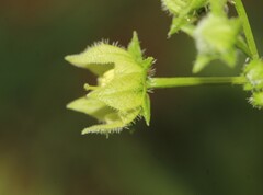 Jaltomata procumbens