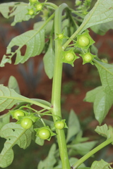 Jaltomata procumbens