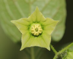 Jaltomata procumbens