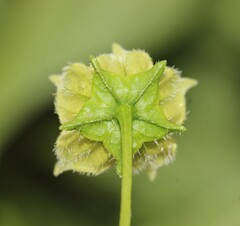 Jaltomata procumbens