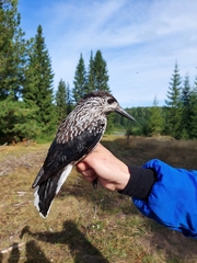 Nucifraga caryocatactes