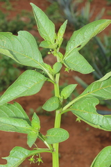 Jaltomata procumbens