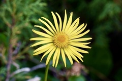 Doronicum