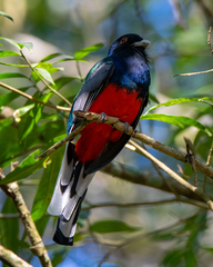 Trogon surrucura