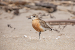 Charadrius obscurus aquilonius