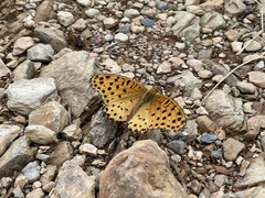 Argynnis hyperbius hyperbius