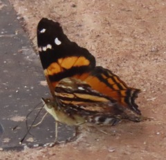 Hypanartia bella