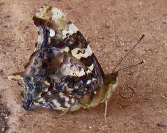 Hypanartia bella