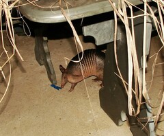 Dasypus novemcinctus