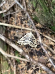Tetracis jubararia