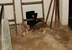 Dasypus novemcinctus