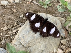 Hypolimnas misippus