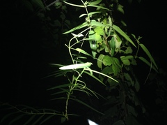 Vincetoxicum sibiricum