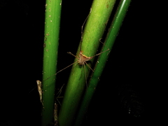 Progonyleptoidellinae