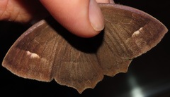 Taygetis tripunctata