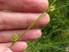 Carex oligosperma