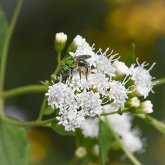 Agapostemon sericeus