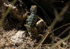 Crotaphytus collaris