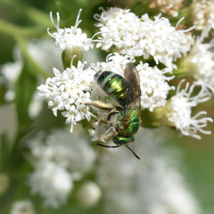 Agapostemon sericeus