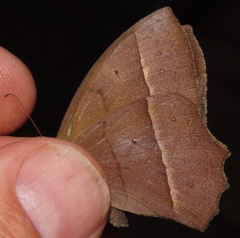 Taygetis tripunctata