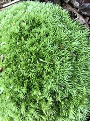 Leucobryum
