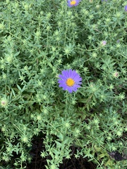 Symphyotrichum oblongifolium