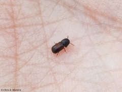 Bostrichidae