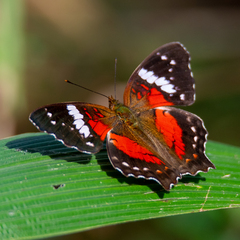 Anartia amathea