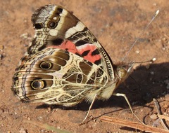 Vanessa braziliensis