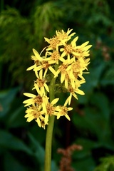 Ligularia