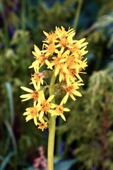 Ligularia