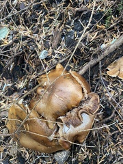 Stropharia rugosoannulata