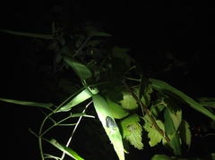Ricaniidae