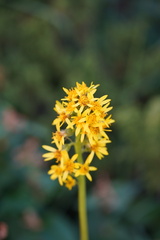 Ligularia