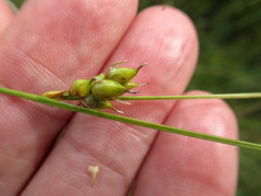 Carex oligosperma