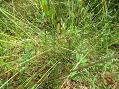 Carex oligosperma