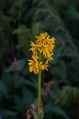 Ligularia
