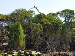Rhizophora mangle