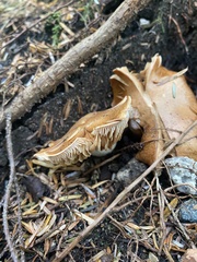 Stropharia rugosoannulata