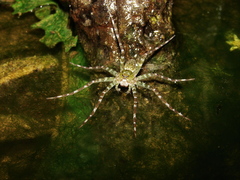 Thaumasia