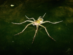 Thaumasia