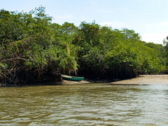 Rhizophora mangle