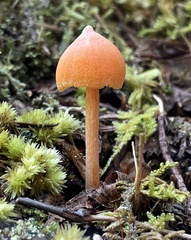 Entoloma quadratum