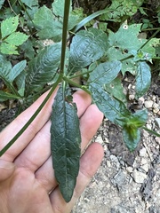 Elephantopus carolinianus