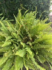 Nephrolepis exaltata