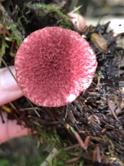 Suillus paluster
