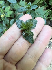 Elephantopus carolinianus