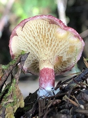 Suillus paluster